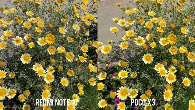 Redmi Note 10 Vs Poco X3 Camera Test