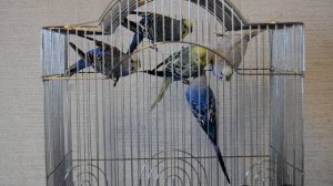 Обработка птицы после покупки. Мы купили еще птиц в вольер. Волнистые попугаи