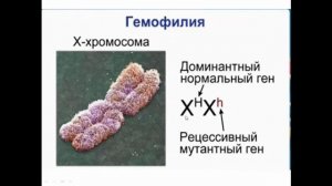 Биология. Генетика пола. Наследование признаков, сцепленных с полом. Profi-Teacher.ru