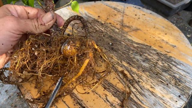 Starting A Root Over Rock Bonsai With Obsidian Blade Cores And My Ficus Microcarpa - September 2022 смотреть онлайн