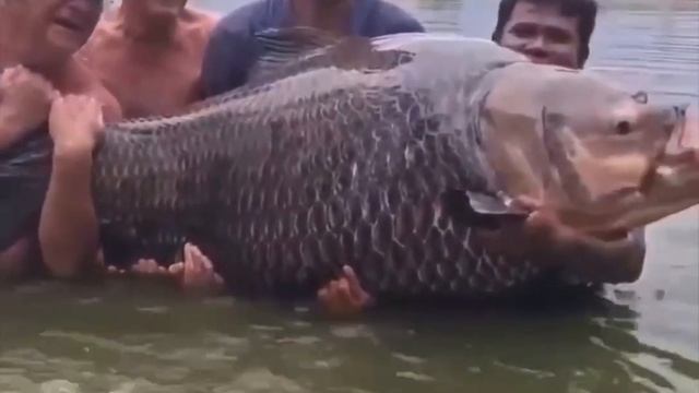 Карп 115 кг смотреть онлайн