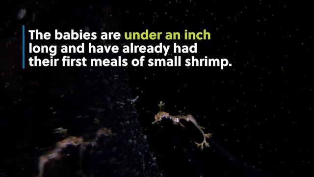 Baby Weedy Seadragons Born at Birch Aquarium at Scripps (La Jolla, CA) смотреть онлайн