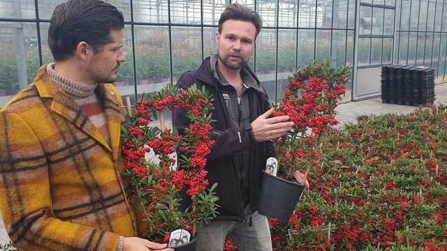 Pyracantha Red Star смотреть онлайн