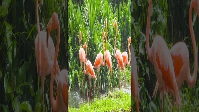wild animal video : - flamingo , flamingo into rain , cute flamingos video , ?? смотреть онлайн