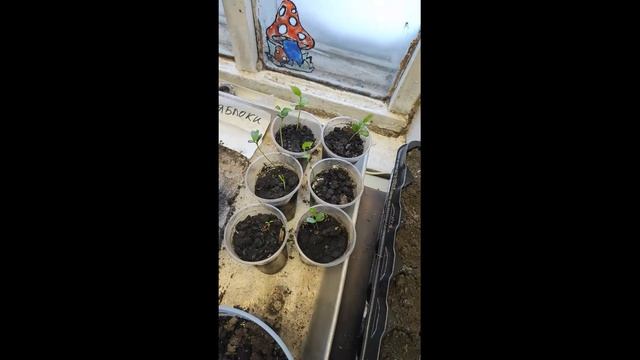 Яблоня из косточки Как вырастить яблоню из семян? не совершайте моих ошибок смотреть онлайн