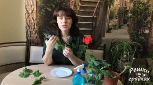 Герань Уход Весной | Подкормка герани весной | Черенкование герани