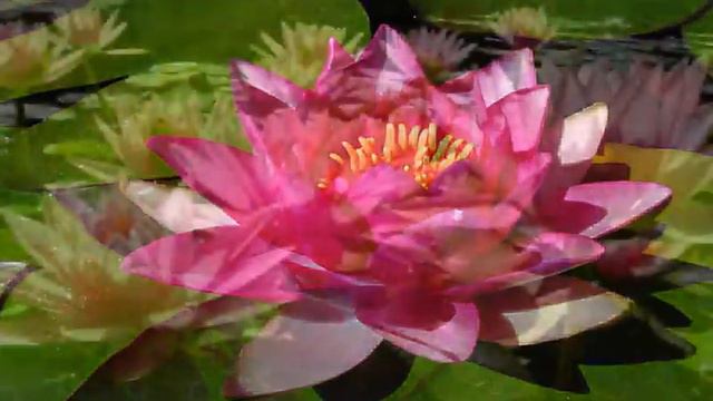 ‪Lotus Song Remix‬ - Relax