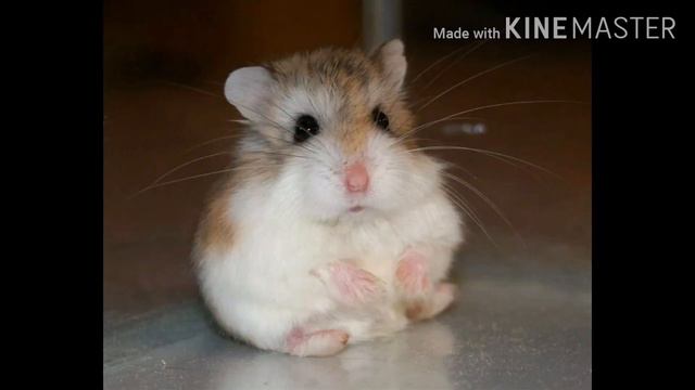 •••Какой ты хомяк по знаку зодиака •••|||🐾 Мягкие лапки🐾 смотреть онлайн