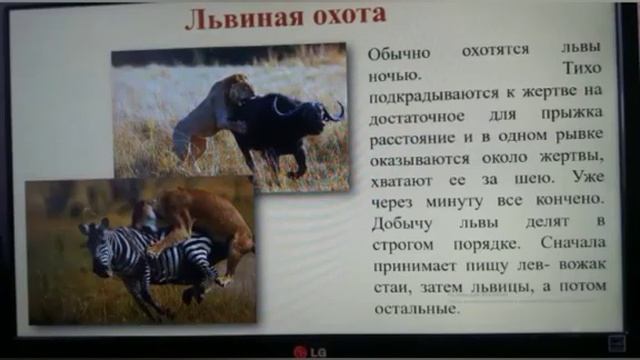 Лев-царь зверей | Мир Животных смотреть онлайн