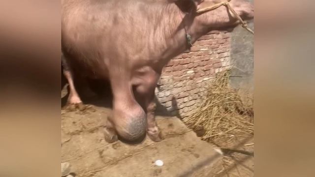 Такие Мутации Ошеломляют / Природа над этими существами издевается   !