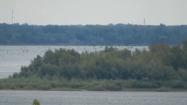 Огромная стая птиц летит над Волгой на юг осенью смотреть онлайн