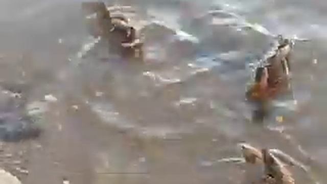 Утки и голуби едят курицу и корову смотреть онлайн