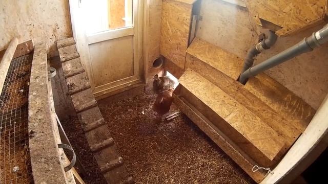 Реакция курей на автоматическую дверь. *** КУРИНЫЕ ИСТОРИИ *** смотреть онлайн