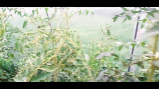 Обзор теплицы/ моя большая дача смотреть онлайн