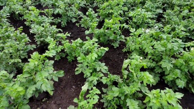 Утка села на яйца. Будем подвязывать помидоры!!!