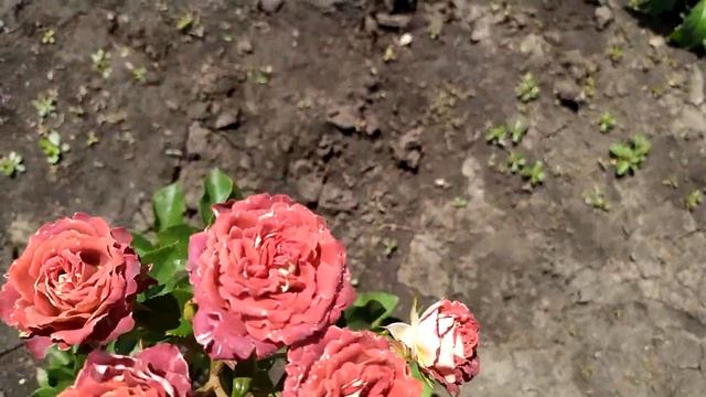 ТИРАМИСУ (Tiramisu), Interplant Нидерланды, 2007 г.  Спрей (Spray)