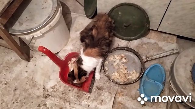 ???как мы лечили у кошки запор... смотреть онлайн