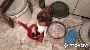 ???как мы лечили у кошки запор...