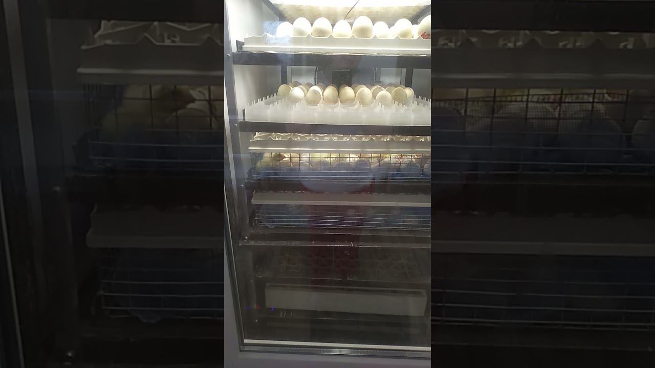 начался вывод цыплят мастер-грей, редбро быстрорастущий и ross308. смотреть онлайн