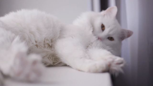 ˗ˏˋ белый и пушистый ˎˊ˗