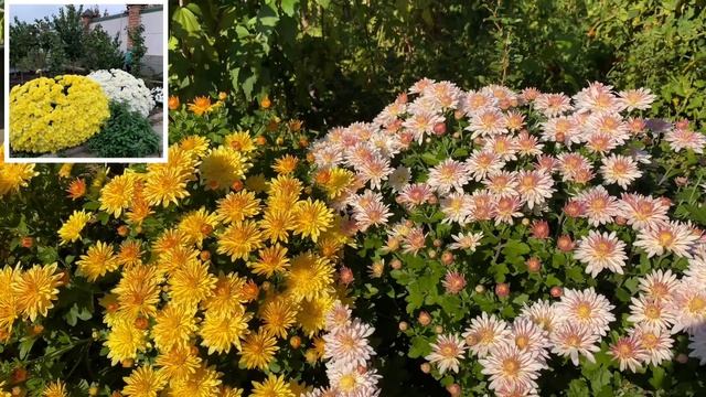 ХРИЗАНТЕМА в осеннем саду. Как зимовала/ Как размножила смотреть онлайн