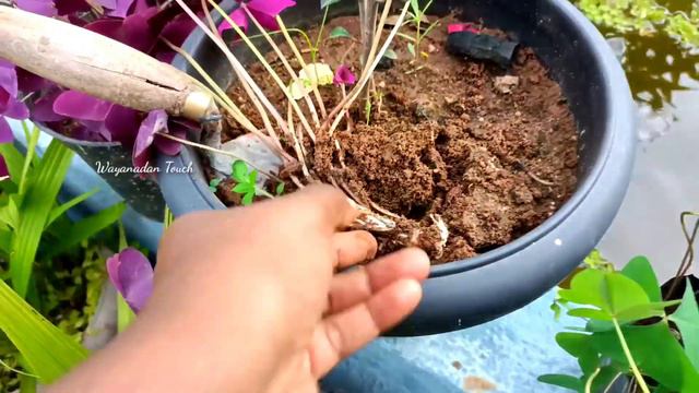 Butterfly Plant/ Oxalis Triangularis/ Purple Shamrock- Propagation, Care, Watering, Sunlight смотреть онлайн