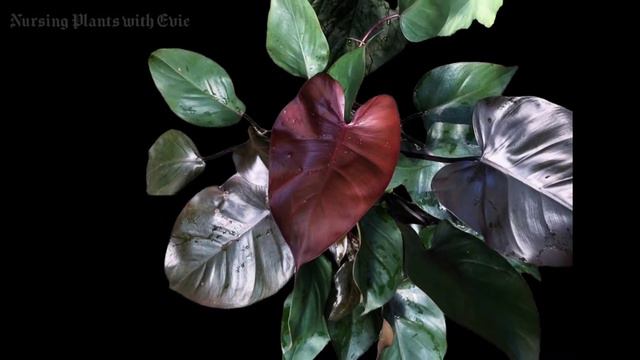 MEET THE ROYAL PHILODENDRONS
