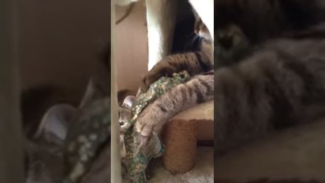 Кот Иваныч майку спер смотреть онлайн