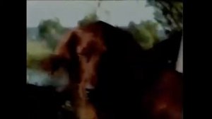 Реклама "Корм Chappi (Чаппи)" (старая реклама 90-х)