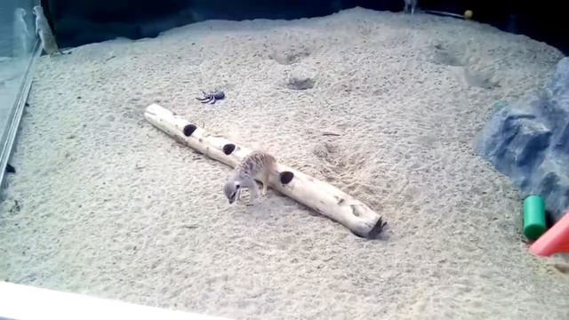 Челябинский ЗООпарк сурикат смотреть онлайн