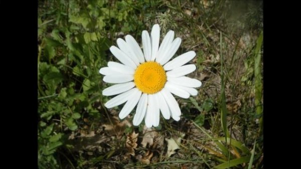 The Last Opera,  Saint-Preux.