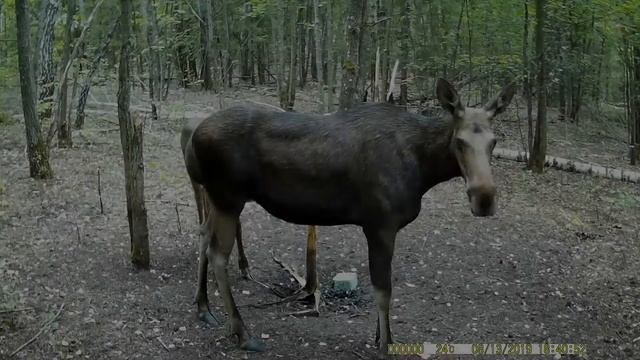 Лосята быстро растут смотреть онлайн
