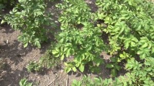 Как избавится от земляных крыс ? Норы в земле. Часть 3.