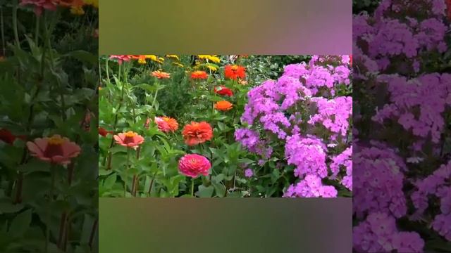 NAJKORISNIJI SAVETI DA VAŠE CVETNICE TOKOM LETA BUDU SAVRŠENE смотреть онлайн