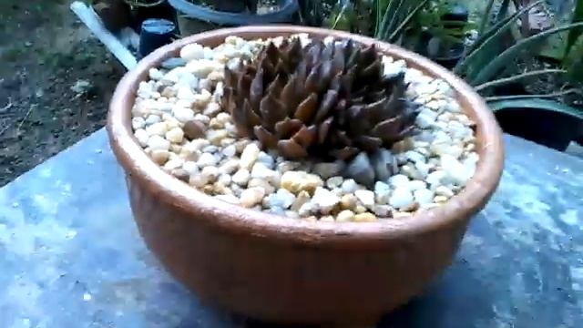 ECHEVERIA BLACK PRINCE NO COMPOSTO SEM TERRA смотреть онлайн