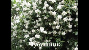 10 растений которые надо сажать возле беседки