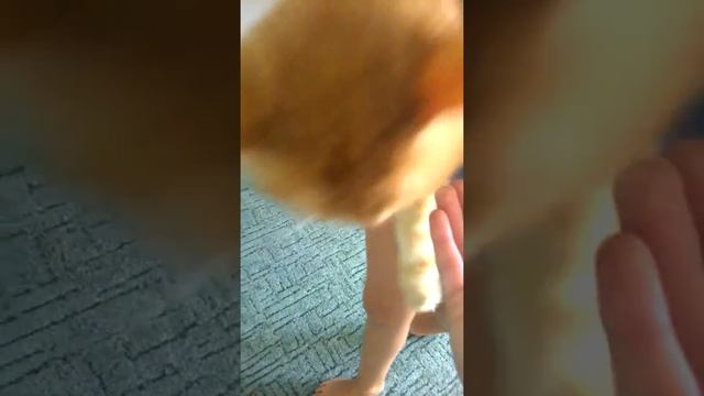 Мой кот любит играться резинкой???| Показываю любимые игрушки кота!!! смотреть онлайн