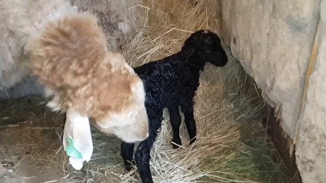Как подсадить чужого ягнёнка овцематке. смотреть онлайн