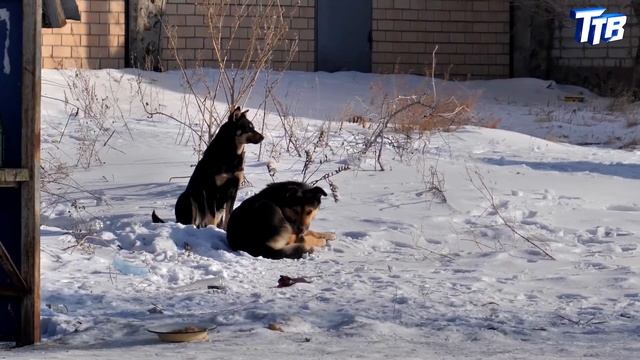 Стая собак загнала детей на забор смотреть онлайн