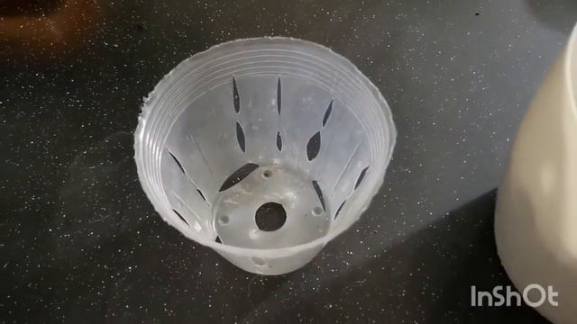 Propagation Philodendron Squamiferum смотреть онлайн