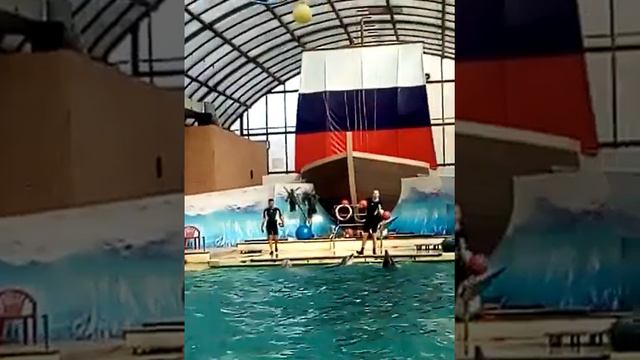 Я в ,,Ростовском дельфинарии смотреть онлайн