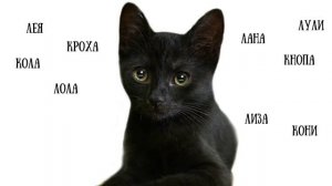 Имена, клички для кошек.
