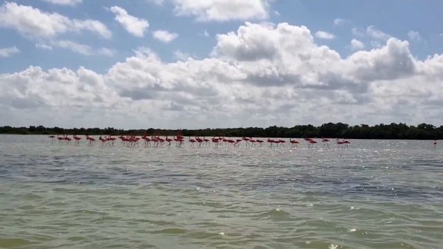 Rio Lagartos a paradise in Mexico смотреть онлайн