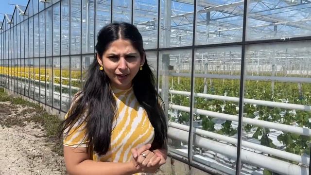 Amazing Tulips Fields Of Netherlands | Dutch Tulips Season Is Here | Desi Couple On The Go Travel смотреть онлайн