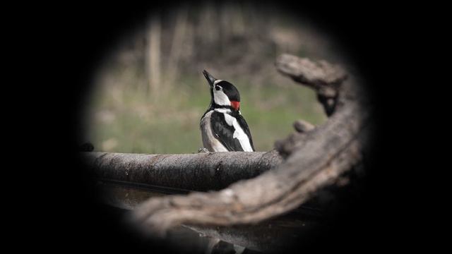 Egy ütős belépő szintű kereső! DDOPTICS ULTRALIGHT 12X50 KERESŐTÁVCSŐ смотреть онлайн