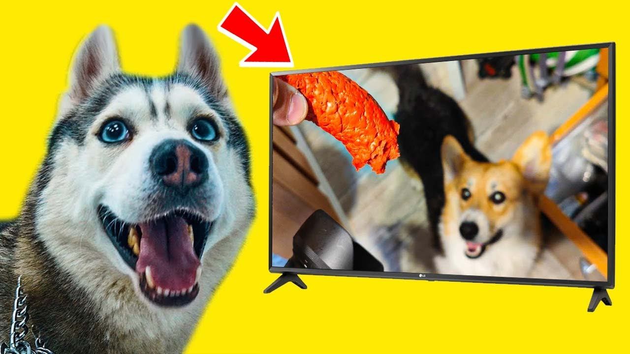 ЧТО В РУКЕ У ЧЕЛОВЕКА? КТО ЭТО СДЕЛАЛ? Хаски Бандит Говорящая собака смотреть онлайн