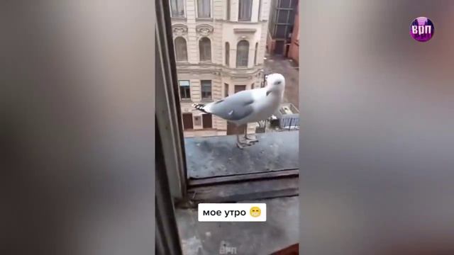 Лайфхак для Геймеров, Наглые Чайки, Чудеса автопрома смотреть онлайн