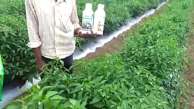 Green planet bio organic chilly plant Naveen 8105266965 смотреть онлайн