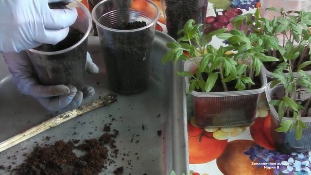 ПИКИРОВАНИЕ ТОМАТОВ В РАЗОВЫЕ СТАКАНЧИКИ . смотреть онлайн