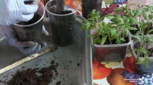 ПИКИРОВАНИЕ ТОМАТОВ  В РАЗОВЫЕ СТАКАНЧИКИ .